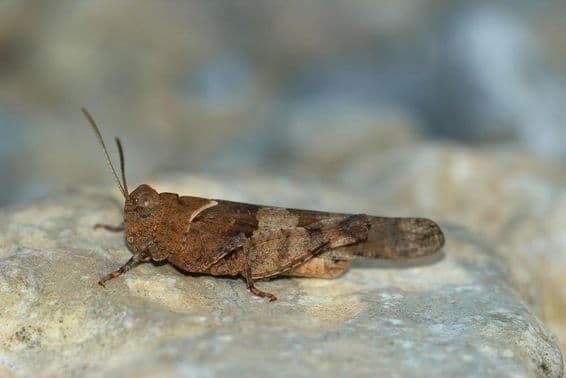 चट्टान पर आराम करता एक टिड्डा।