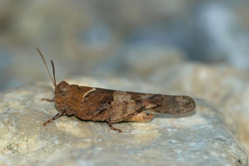 चट्टान पर आराम करता एक टिड्डा।