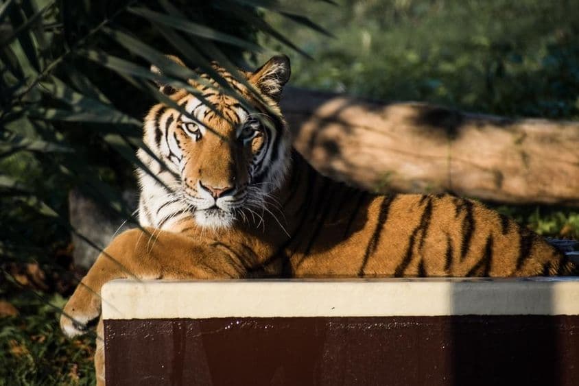 छाया में लेटा हुआ बाघ।