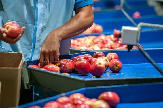 पैकेजिंग संयंत्र में सेब छांटता एक आदमी।