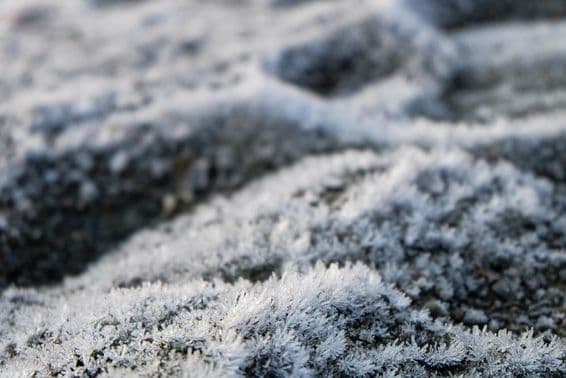 जमी हुई घास, जमी हुई जंगली फूल।