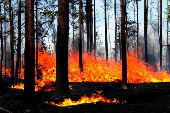 लॉस एंजिल्स, मालिबू, अमेरिका में एक जंगल की आग.