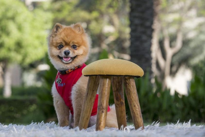 लाल शर्ट में प्योरब्रेड पोमेरेनियन कुत्ता