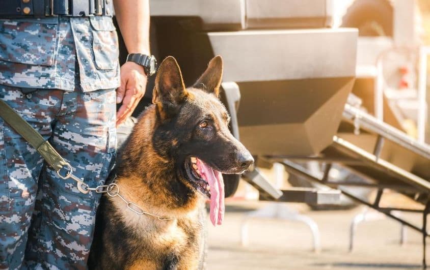 K9 जर्मन शेफर्ड कुत्ता।