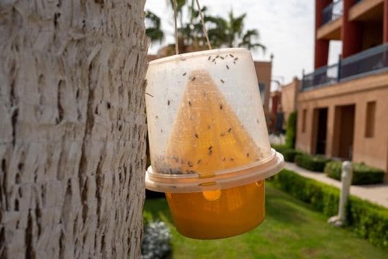 कीड़ों के लिए ट्रैप, जैसे मच्छर और मक्खियाँ।