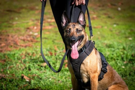 प्रशिक्षण में के९ कुत्ता।