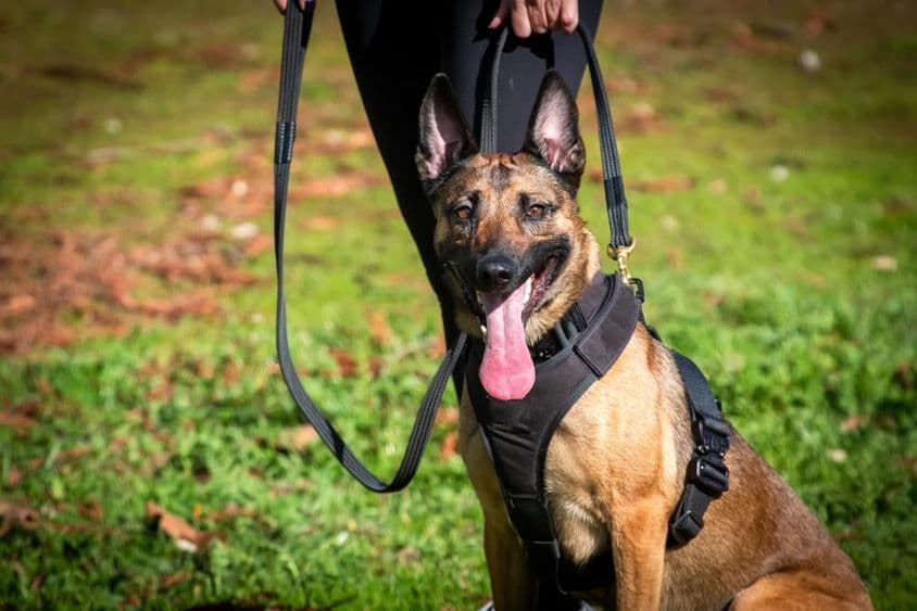 प्रशिक्षण में के९ कुत्ता।