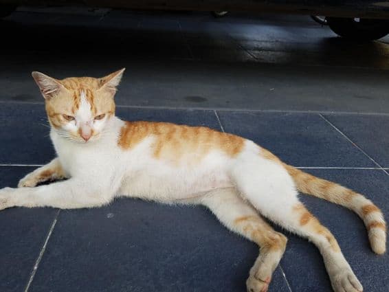 अरबी माउ, घरेलू बिल्ली की नस्ल।