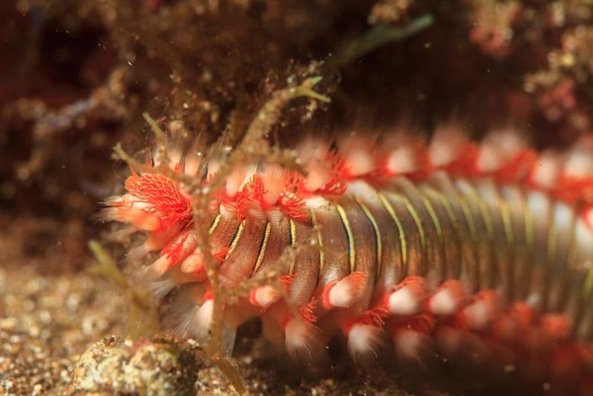 पानी में समुद्री फायरवर्म।