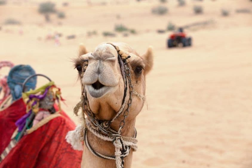 दुबई के रेगिस्तान में एक अरबी ऊंट।