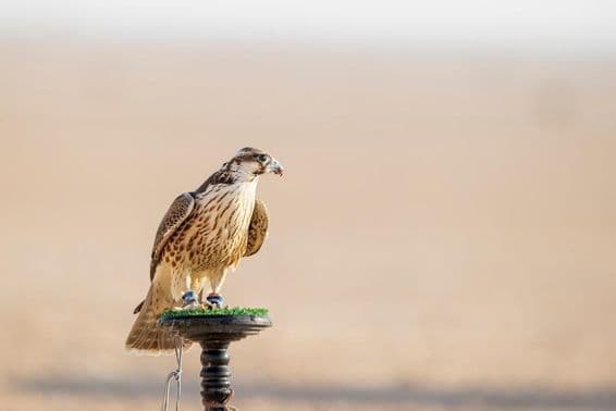 मेसाईद, कतर में रेगिस्तान में प्रशिक्षण के दौरान बाज़।