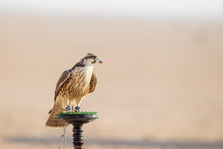 मेसाईद, कतर में रेगिस्तान में प्रशिक्षण के दौरान बाज़।