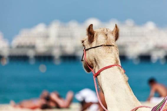 दुबई में ऊंट की सवारी सर्दियों और ठंडे मौसम में बहुत लोकप्रिय है।