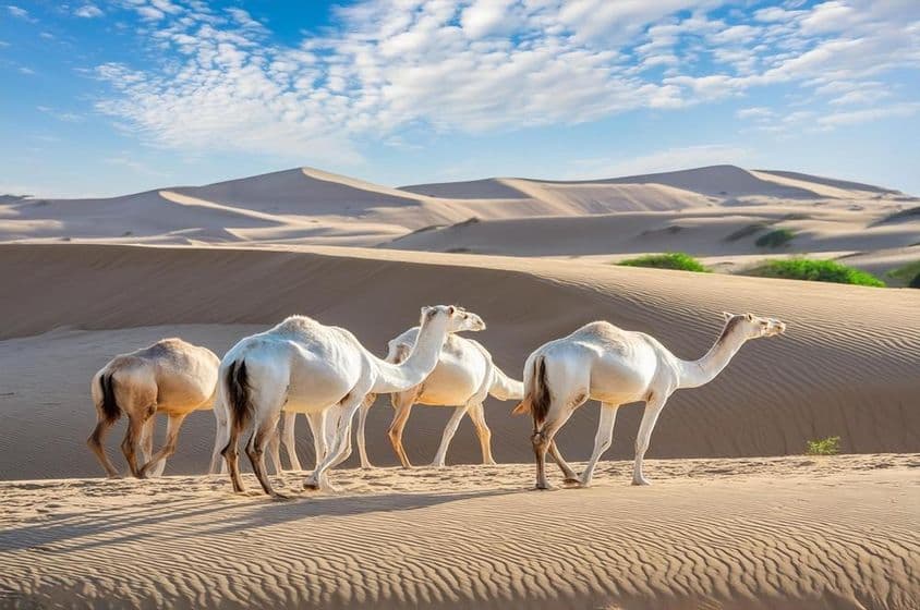 अबू धाबी के लिवा रेगिस्तान में चल रहे ऊंटों का एक समूह