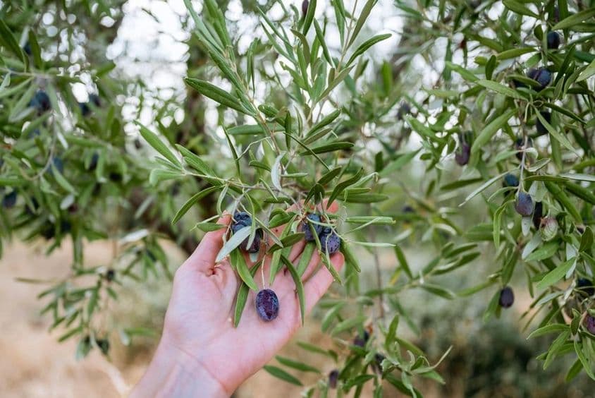 एक हाथ जैतून के पेड़ पर नीला जैतून पकड़े हुए।