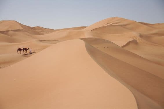 दुबई के रेगिस्तान में ऊंट