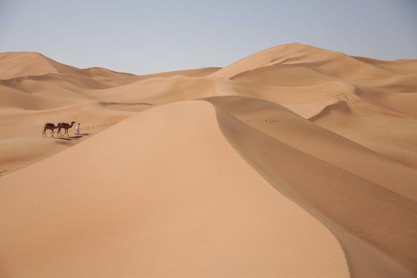 दुबई के रेगिस्तान में ऊंट