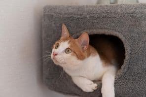 कैट टावर पर आराम करता हुआ बिल्ली।