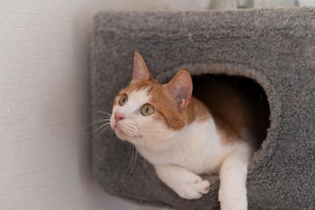 कैट टावर पर आराम करता हुआ बिल्ली।