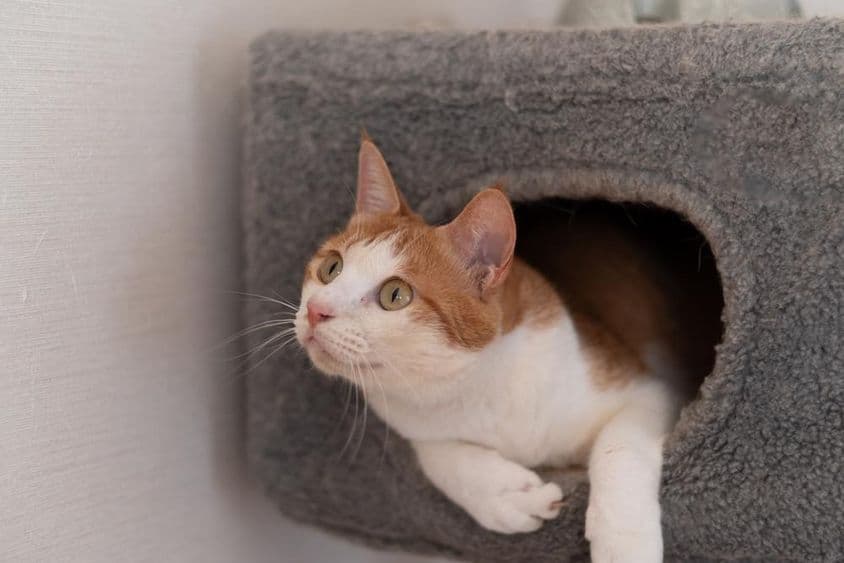 कैट टावर पर आराम करता हुआ बिल्ली।