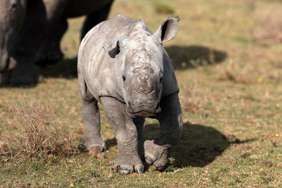 एक नवजात सफेद गैंडा